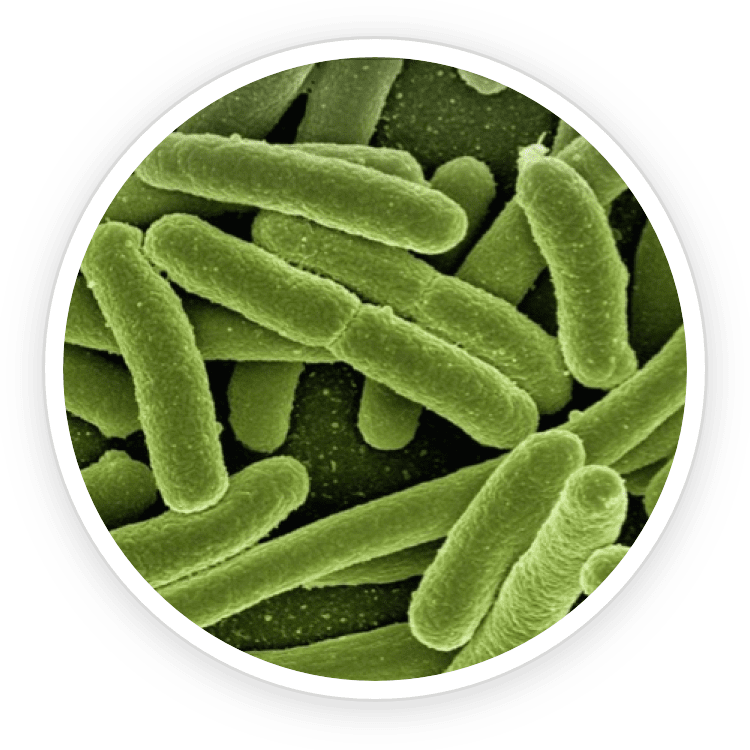 Lactobacillus Reuteri